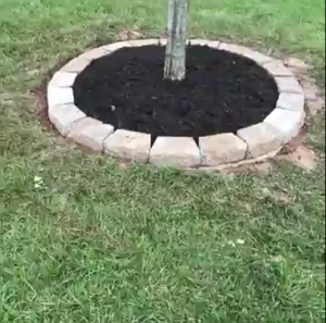 Tree Ring Installation